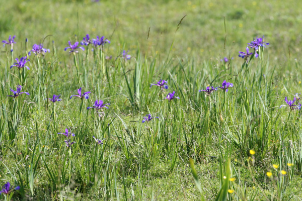Iris maritime (Iris reichenbachiana) dans son milieu &copy; Nicolas Macaire / LPO